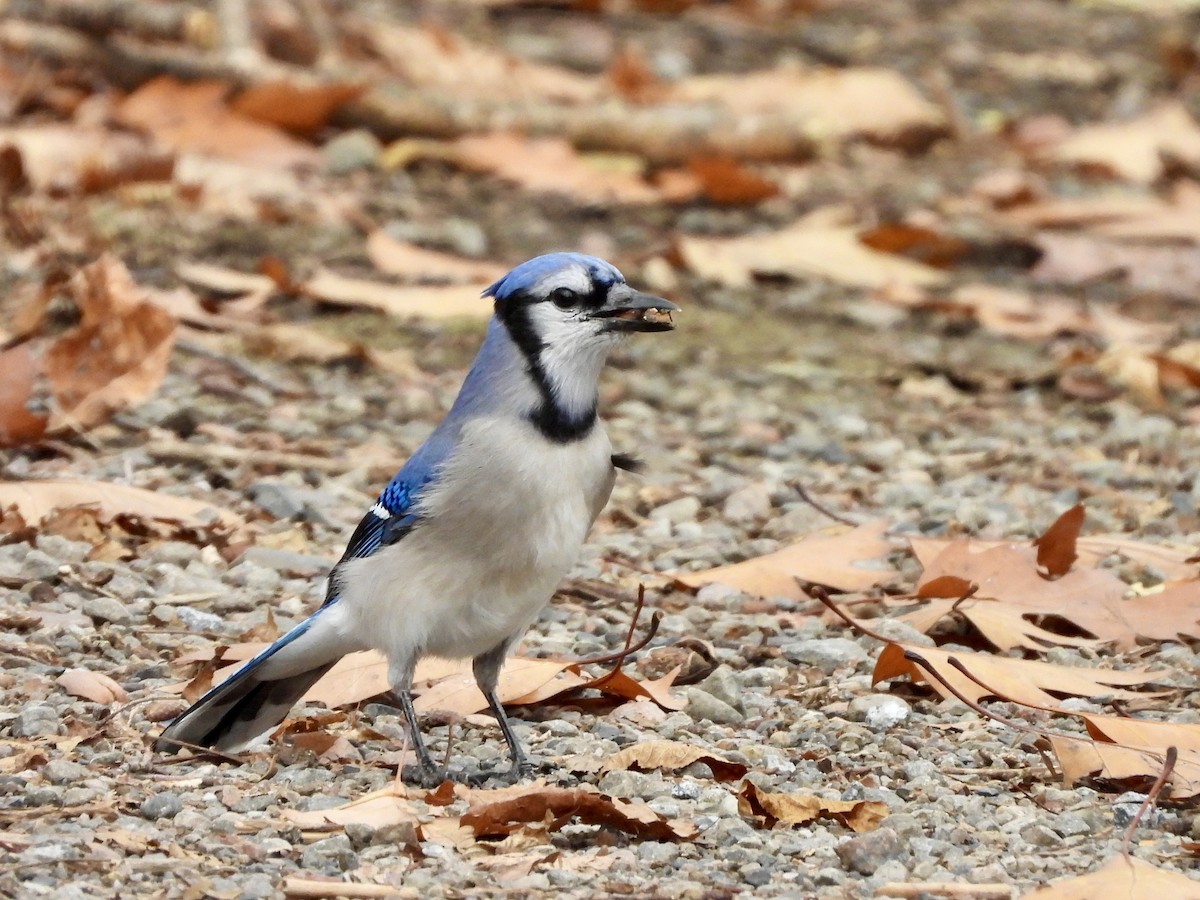 sojka chocholatá - ML644592907