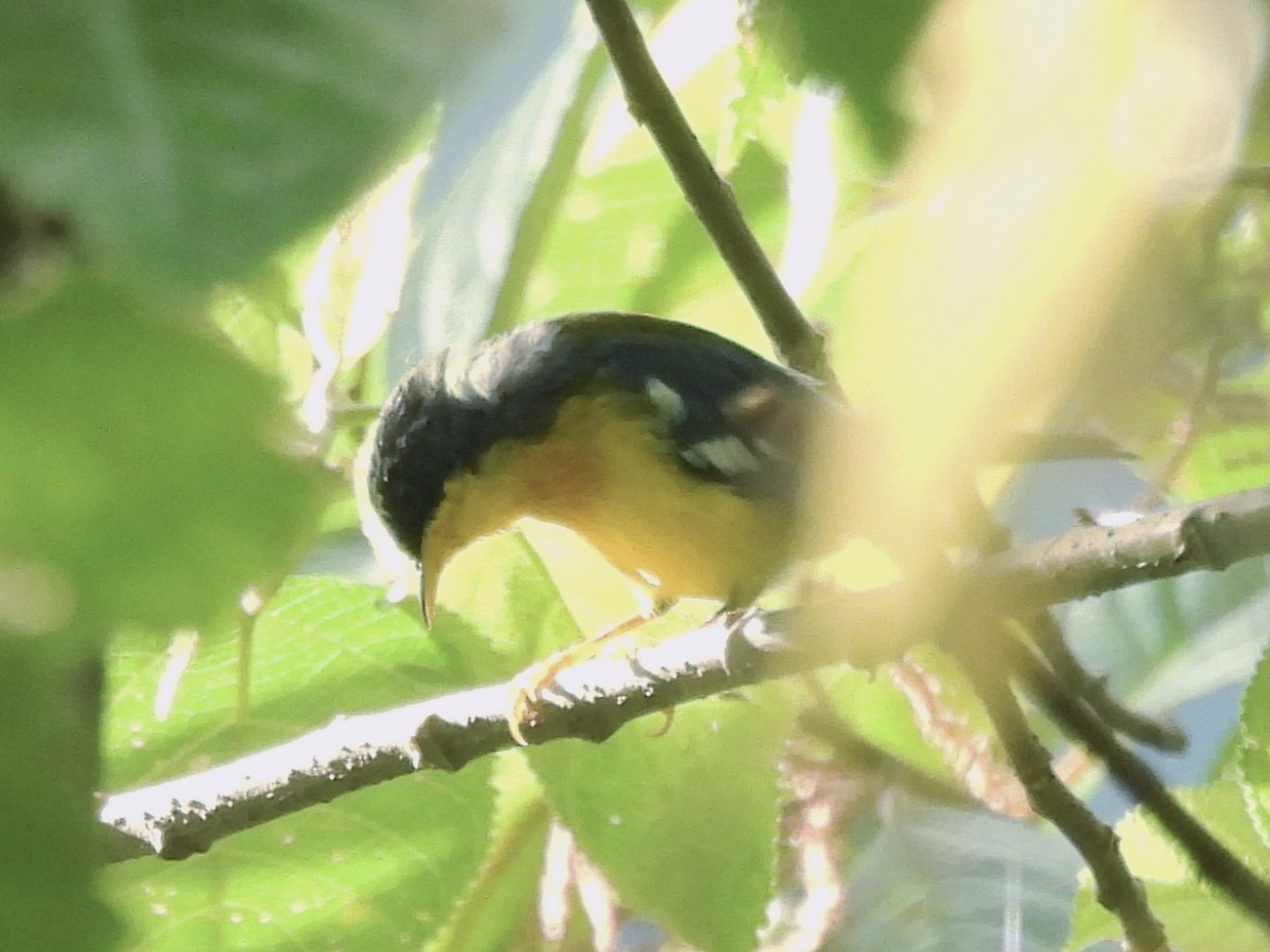 Tropical Parula - ML644592908