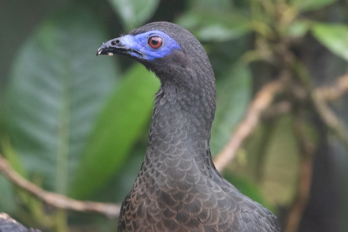 Sickle-winged Guan - ML644592909