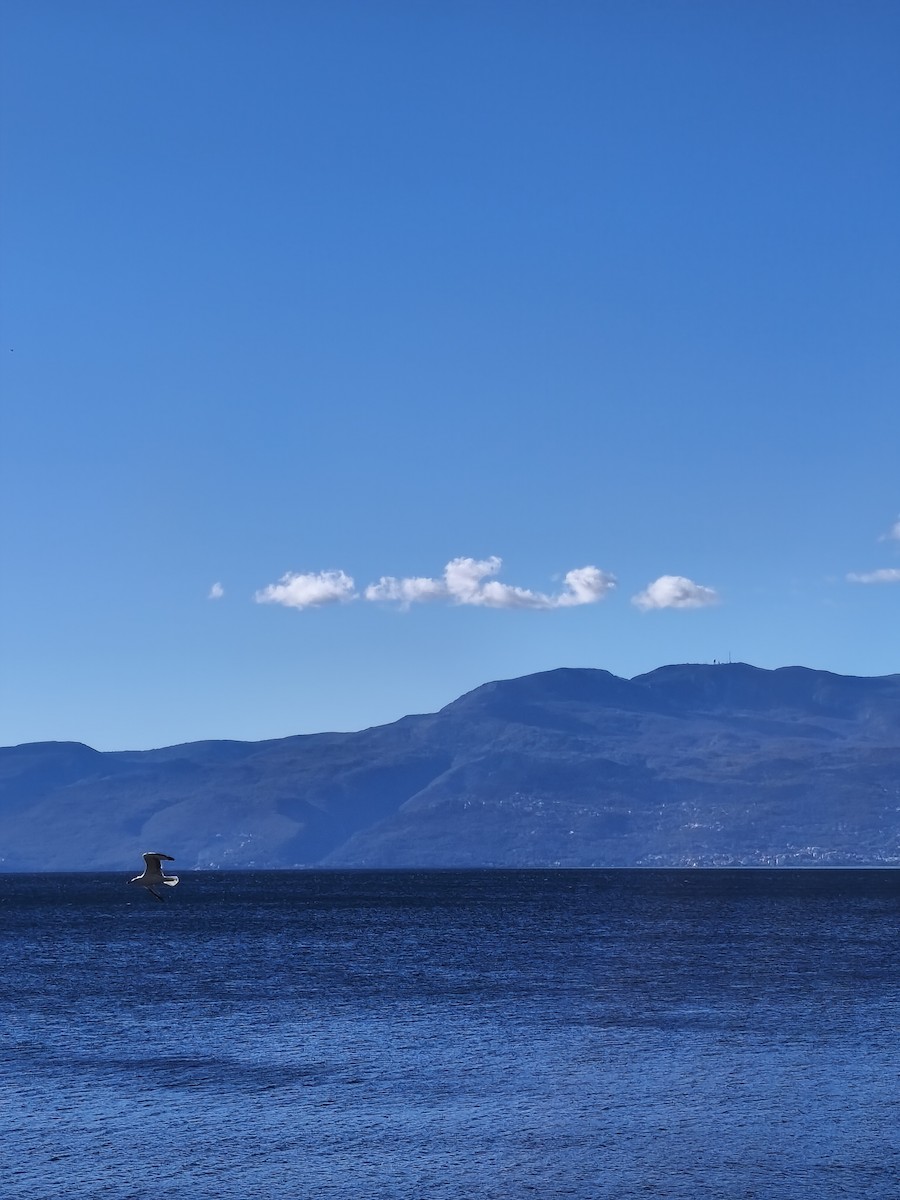 racek středomořský - ML644592910