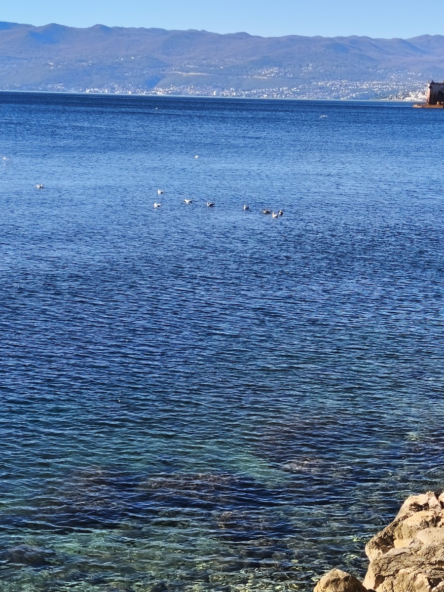 racek středomořský - ML644592911