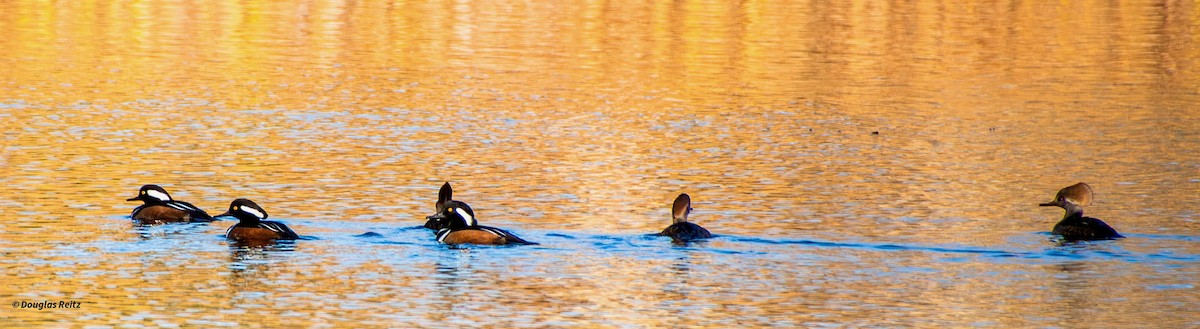morčák chocholatý - ML644592913