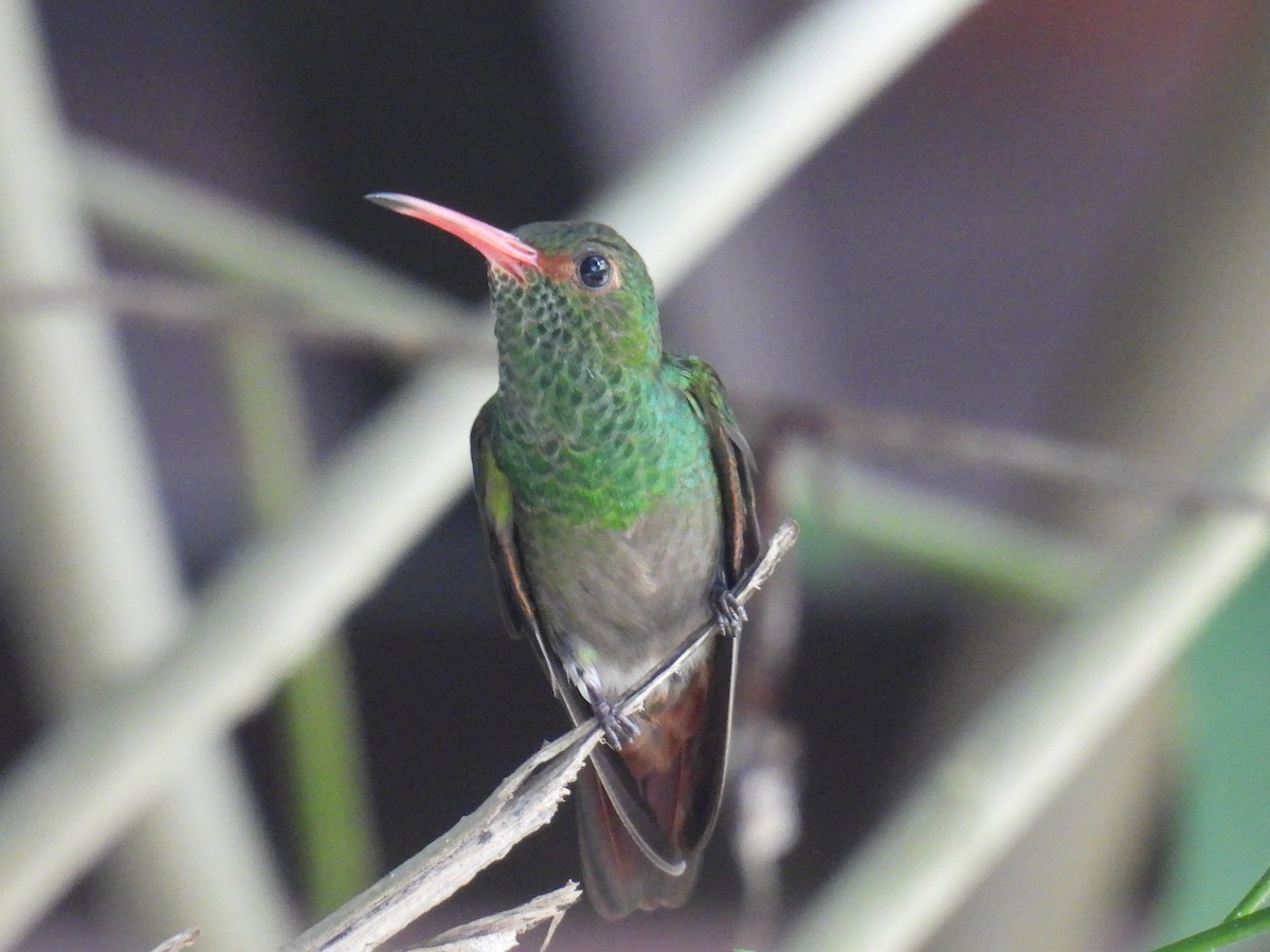 kolibřík rezavoocasý - ML644592914