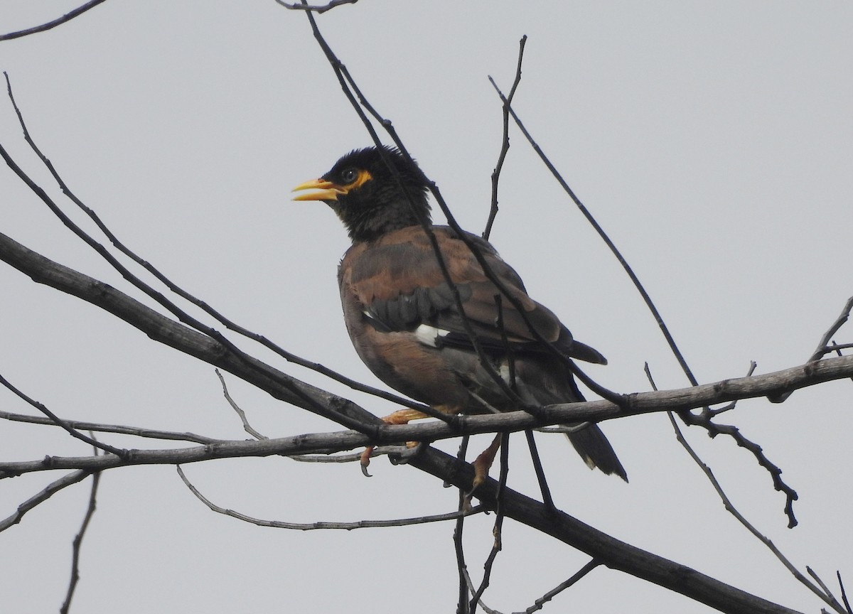 majna obecná - ML644592915