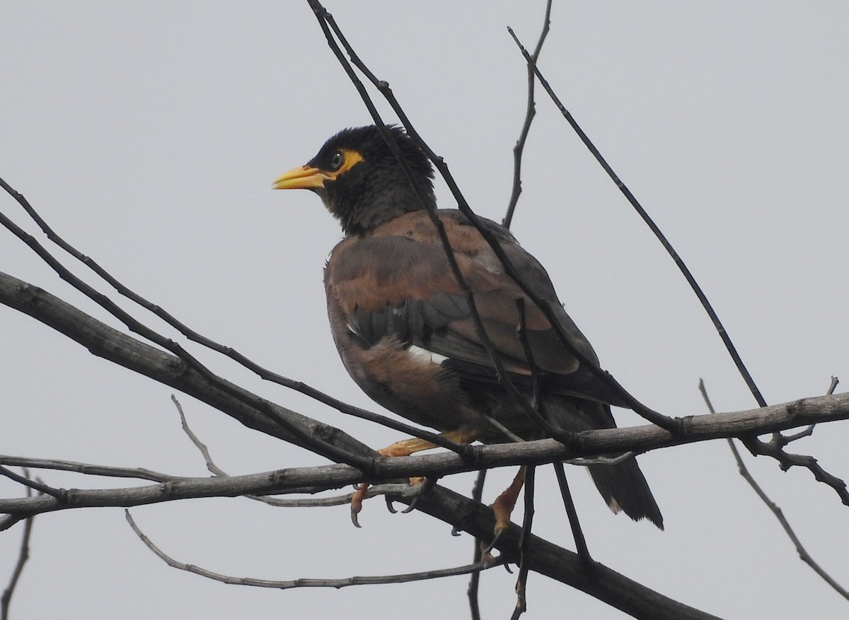 majna obecná - ML644592916