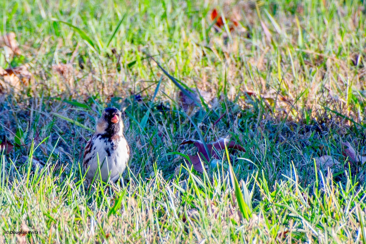 granspurv - ML644592917