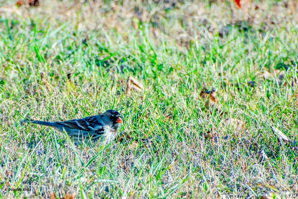 granspurv - ML644592918