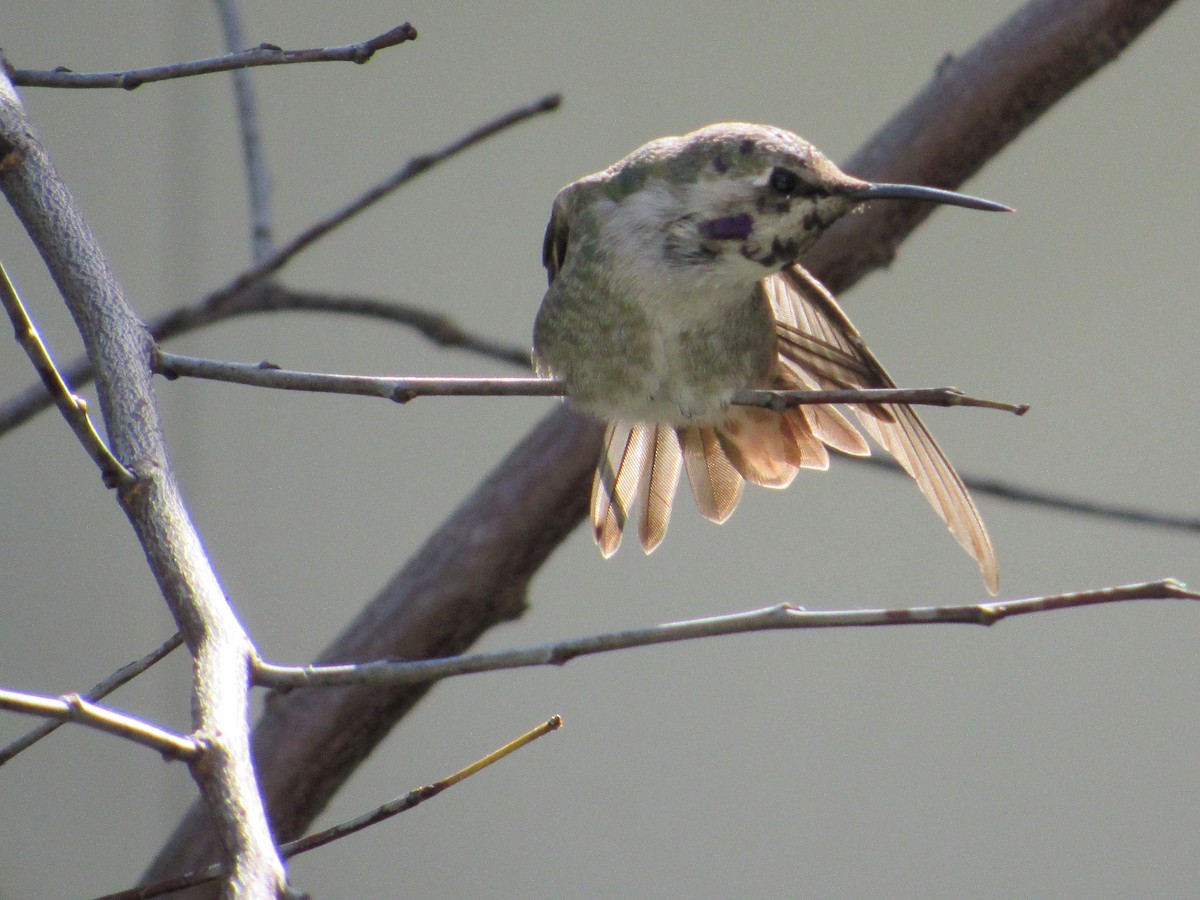 ørkenkolibri - ML644592919