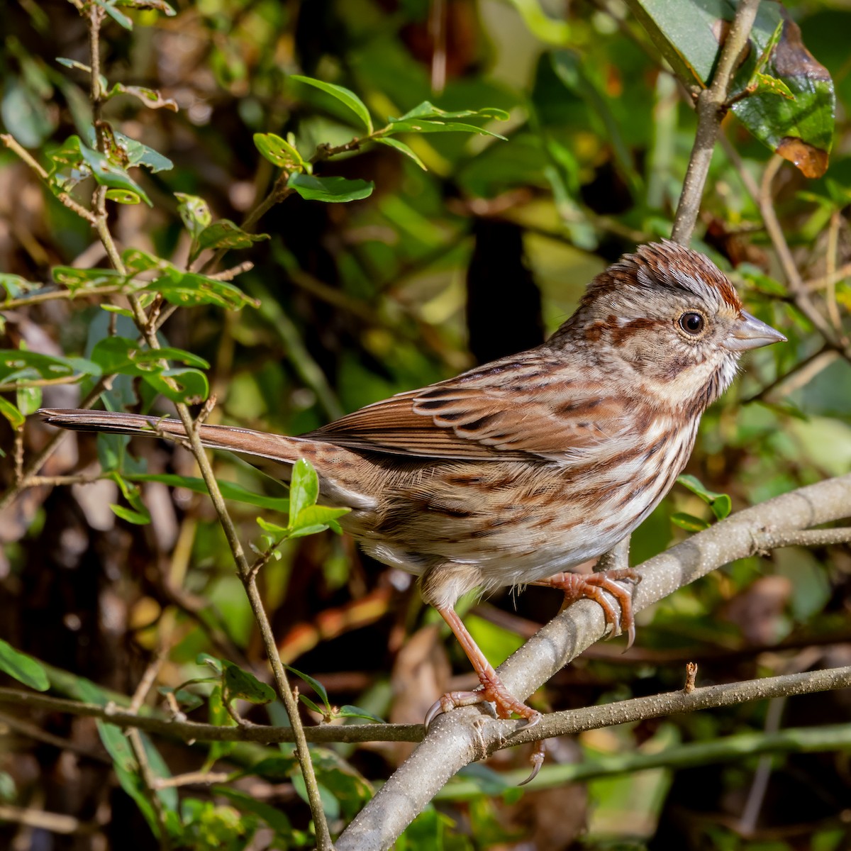 strnadec zpěvný (ssp. melodia/atlantica) - ML644592920