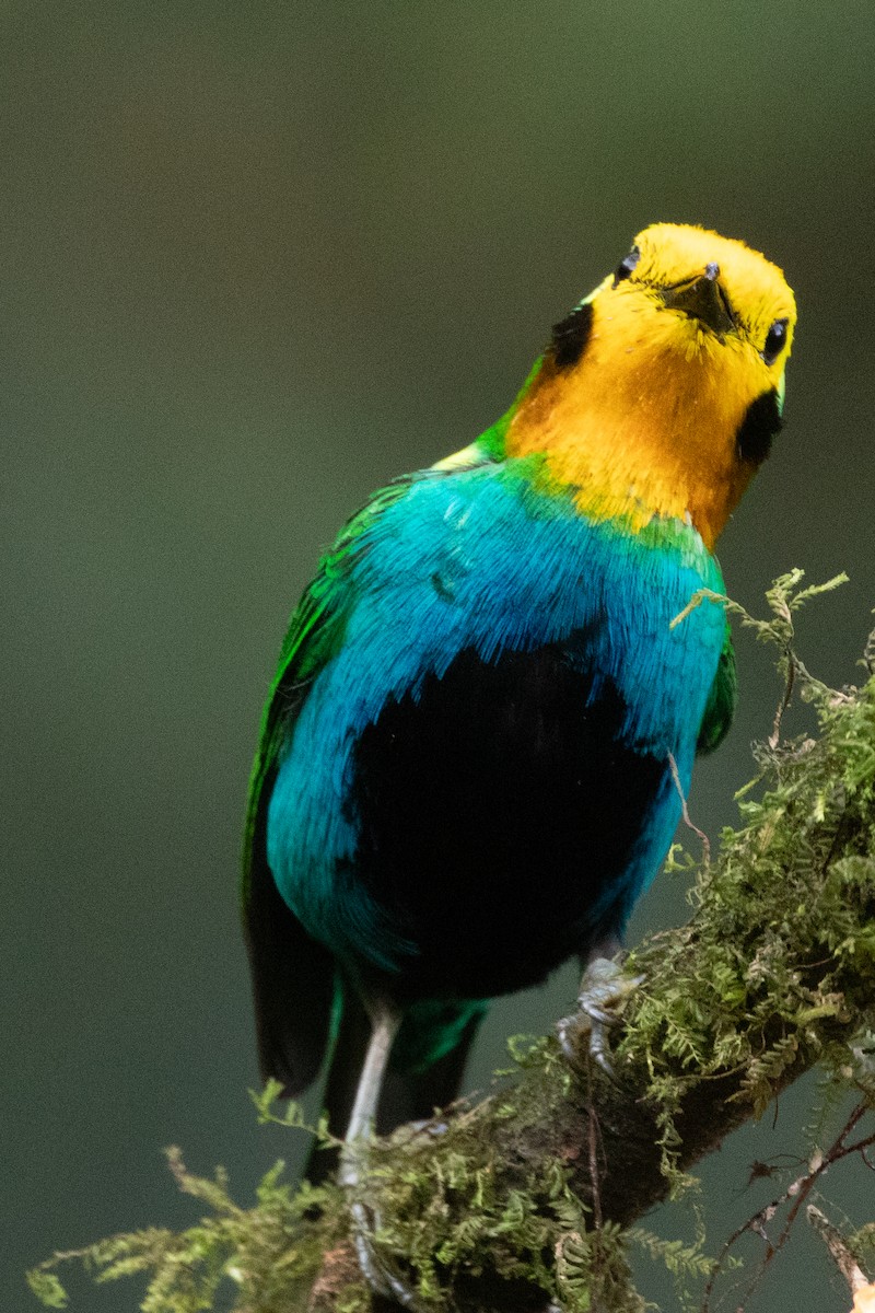 Многоцветная танагра - ML644592921