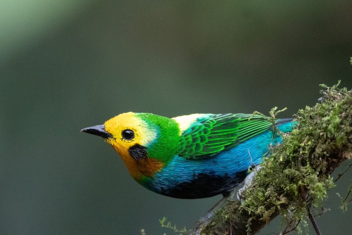 Многоцветная танагра - ML644592922