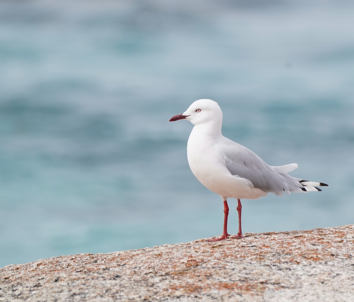 racek australský - ML644592923