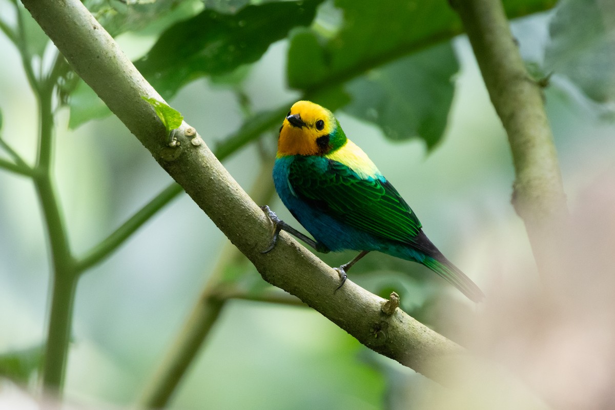 Многоцветная танагра - ML644592924