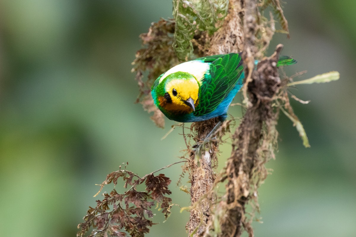 Многоцветная танагра - ML644592925