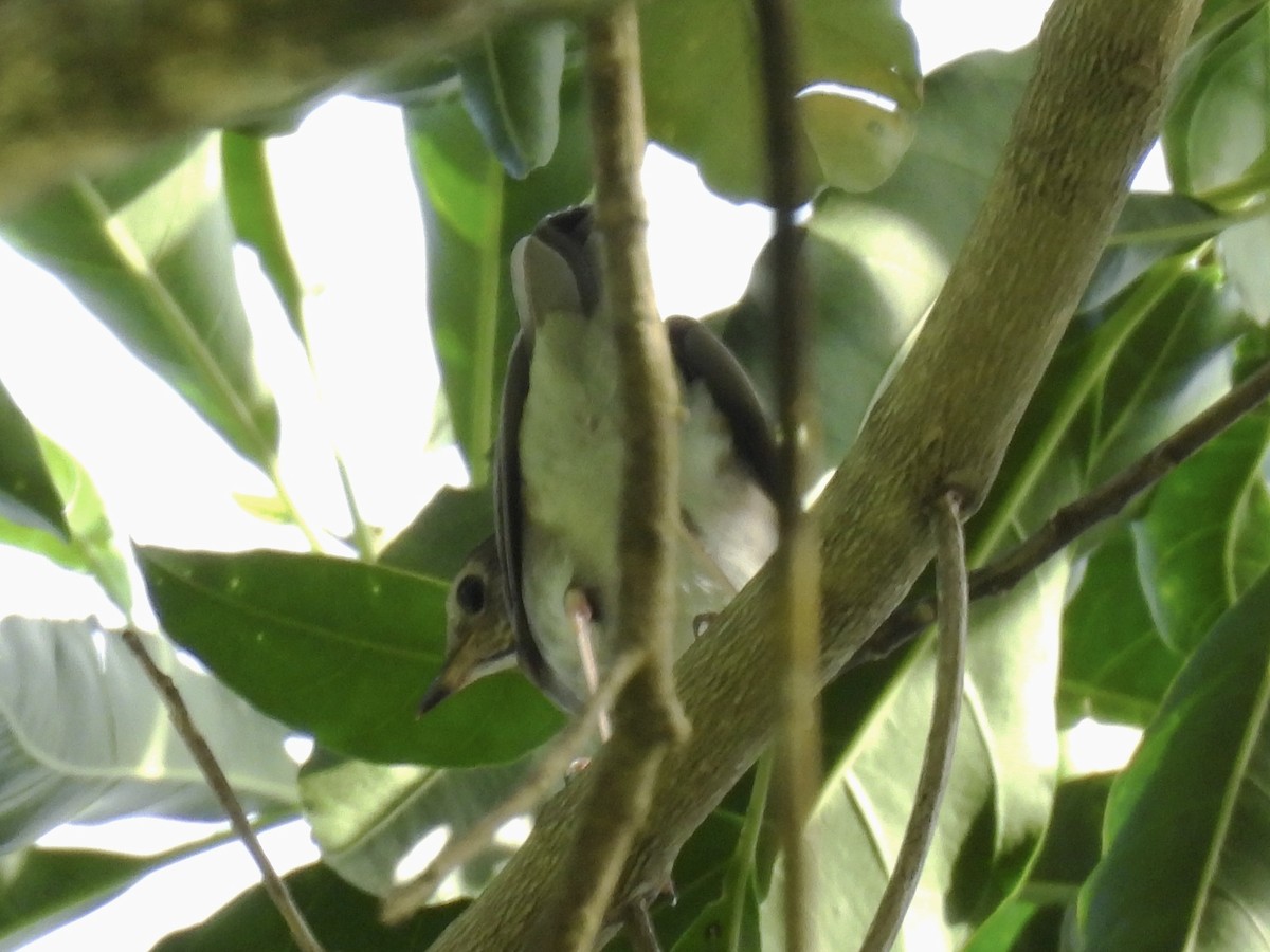 drozd západní - ML644592926