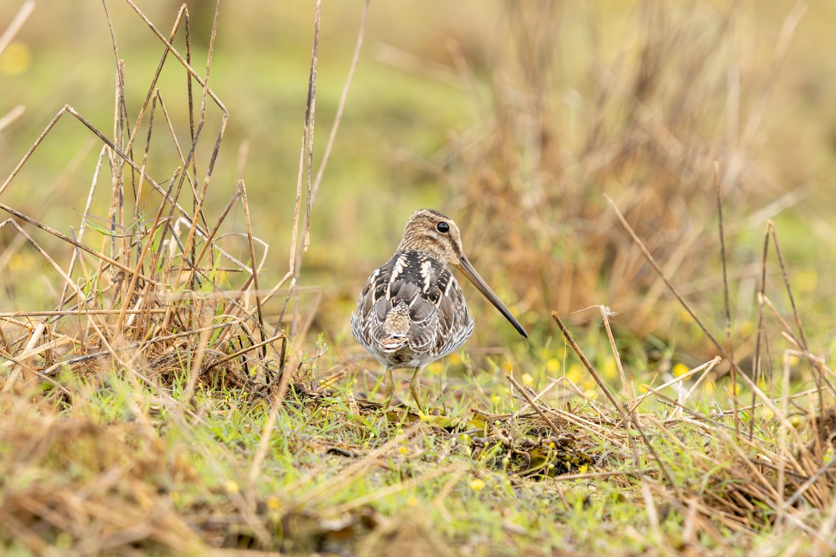 bekasina jihoamerická - ML644592927