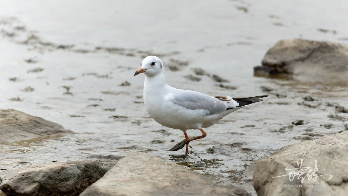 racek chechtavý - ML644592928