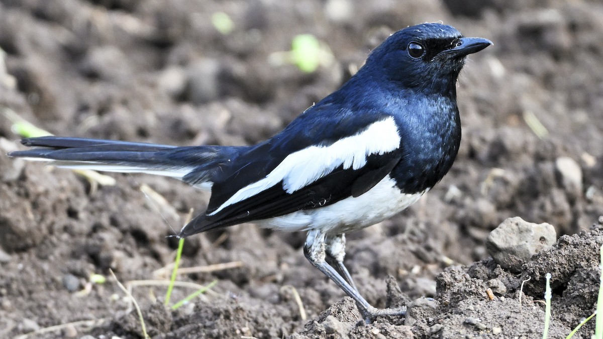 Oriental Magpie-Robin - ML644592931