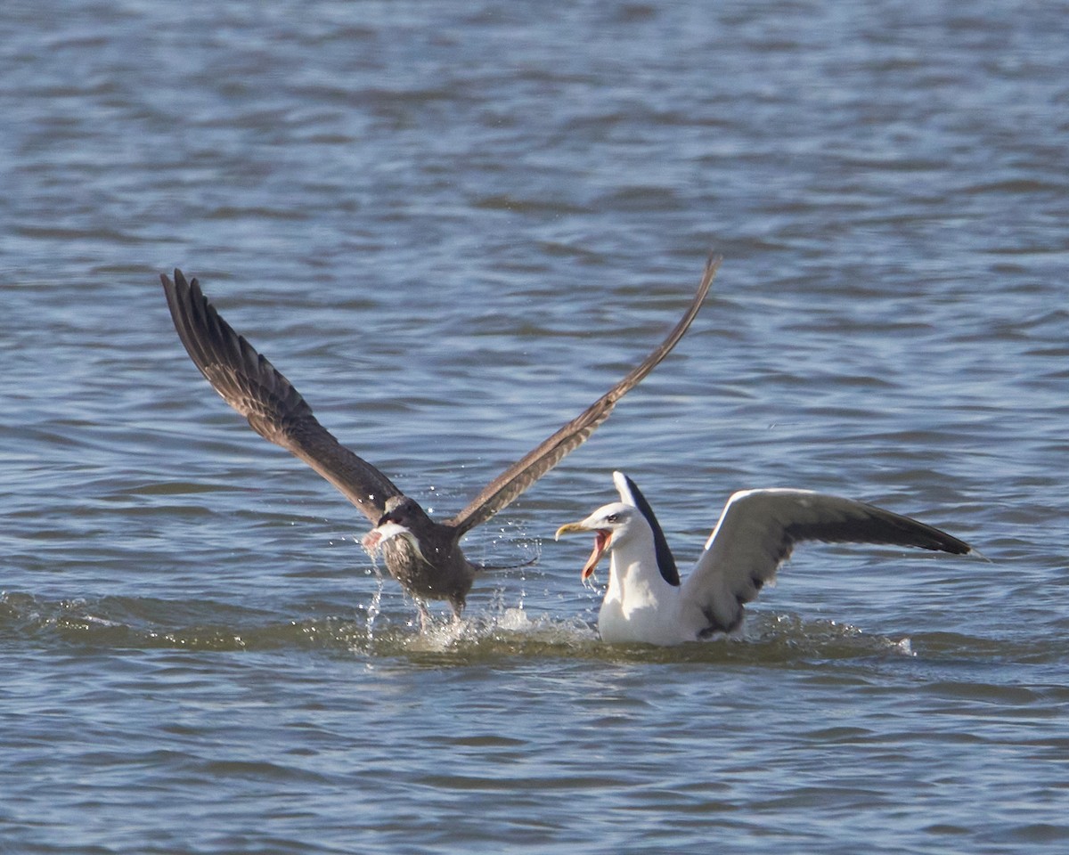 racek mořský - ML644592932