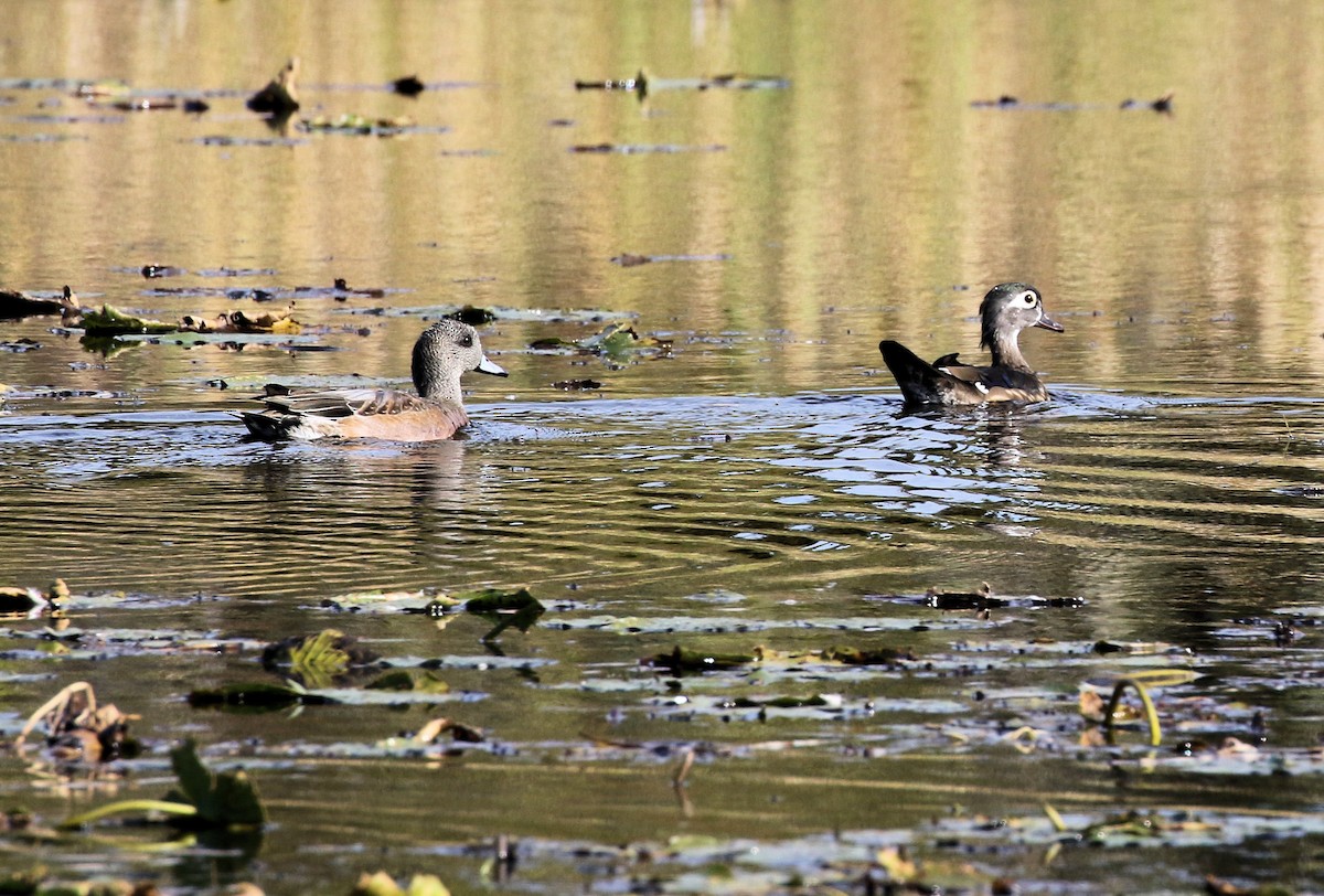 Свищ американський - ML644592939