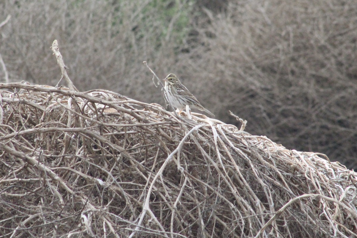 strnadec luční - ML644592953