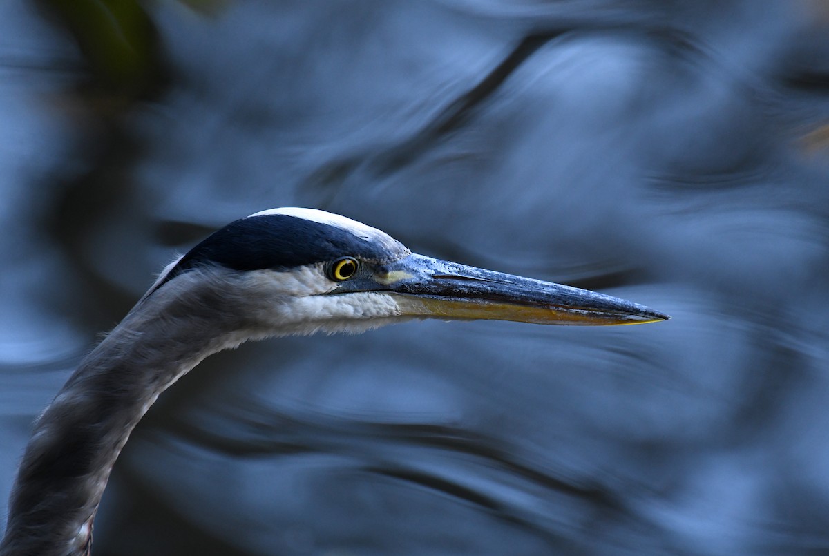 Amerika Gri Balıkçılı [herodias grubu] - ML644592955