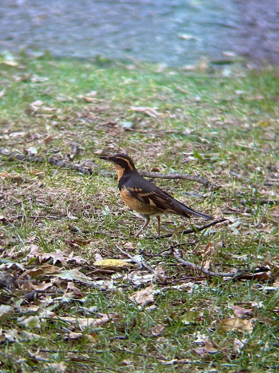 båndtrost - ML644592959