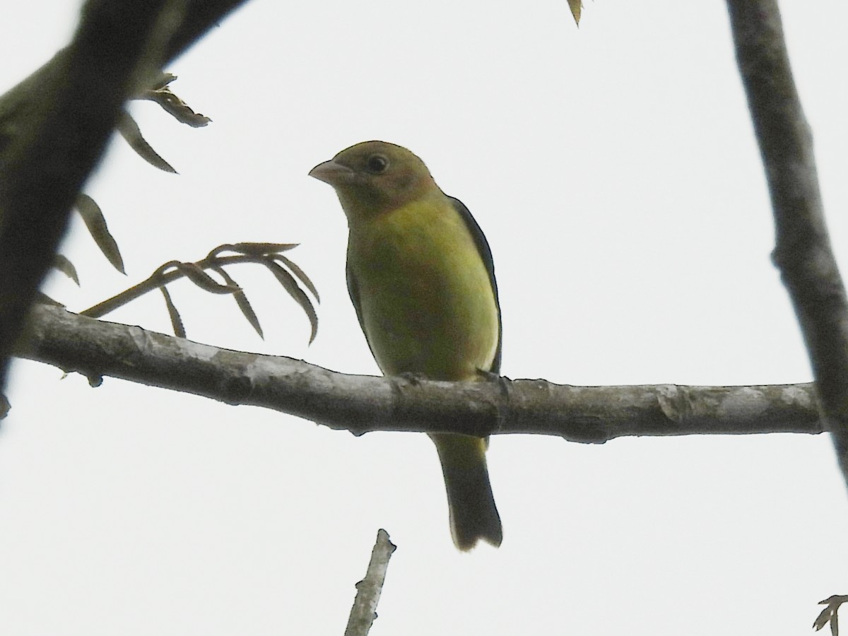 Piranga gorri-beltza - ML644592965