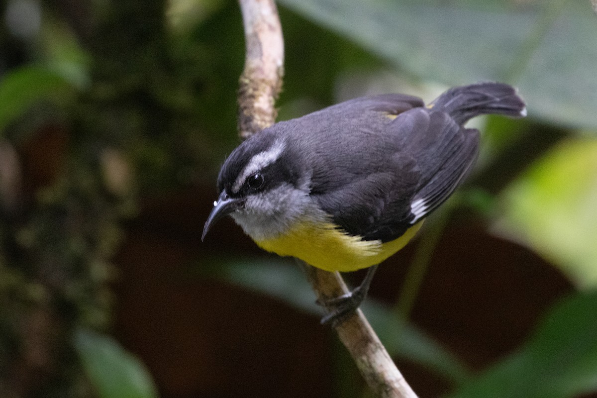 Sucrier à ventre jaune - ML644592977