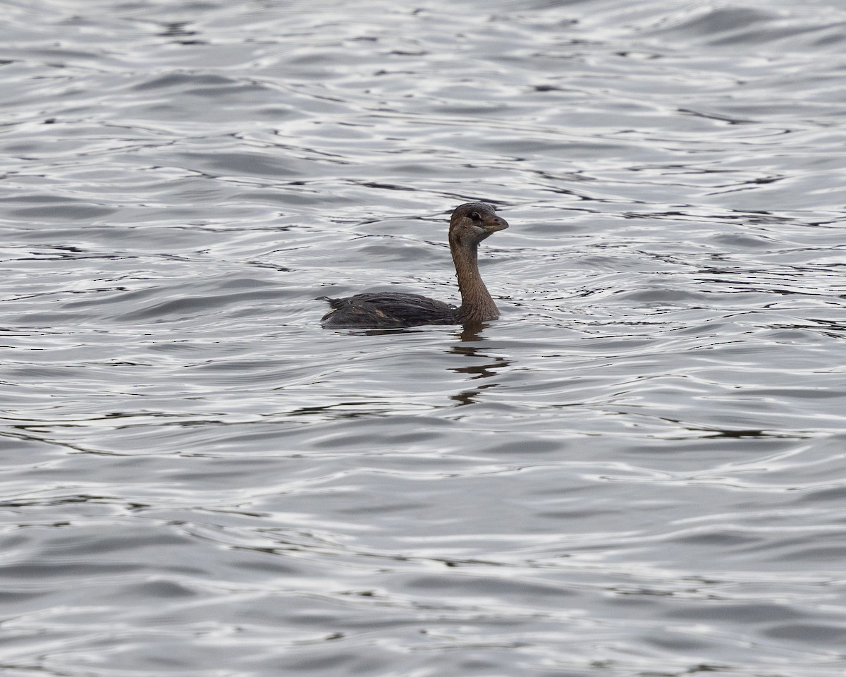 Kalın Gagalı Batağan - ML644592989
