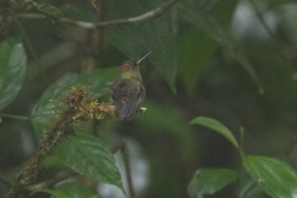 Green-fronted Lancebill - ML644592998