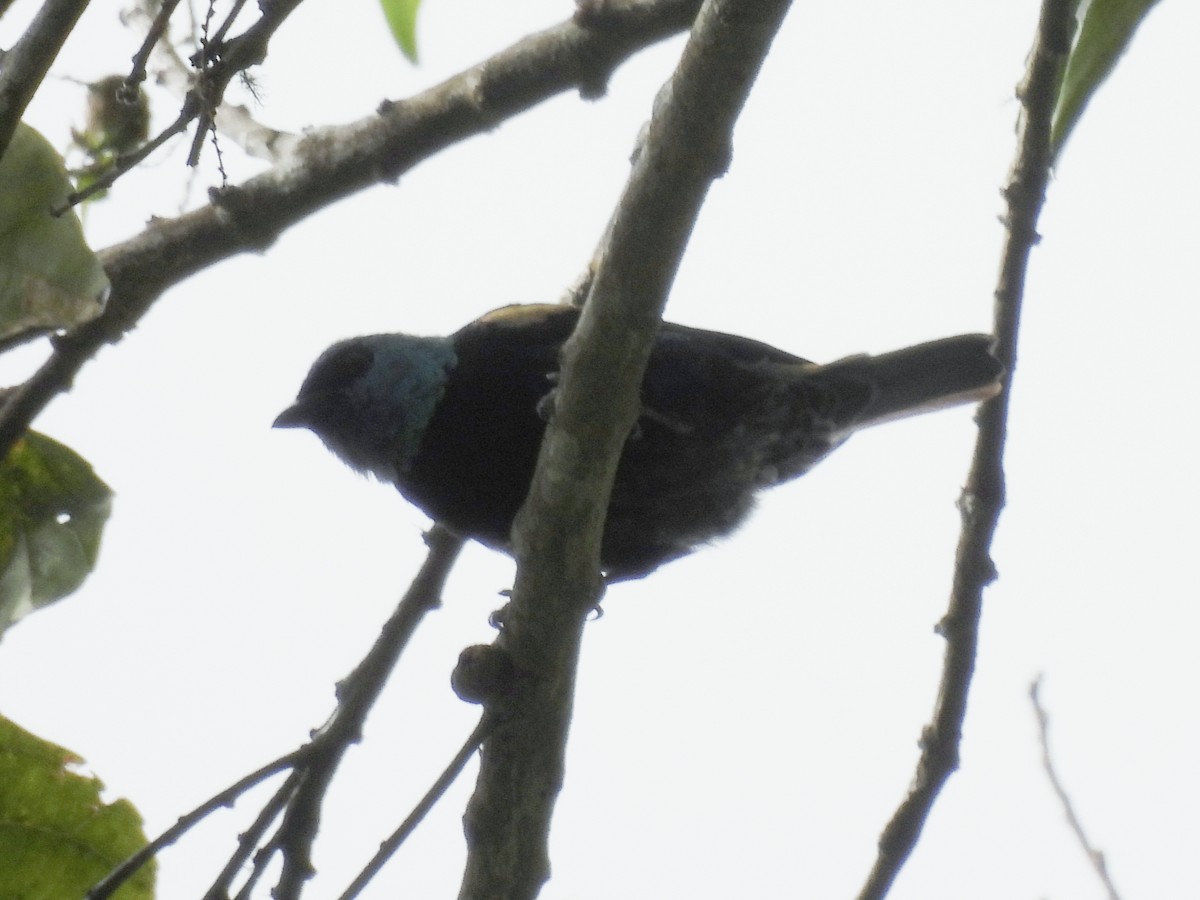 Blue-necked Tanager - ML644593000