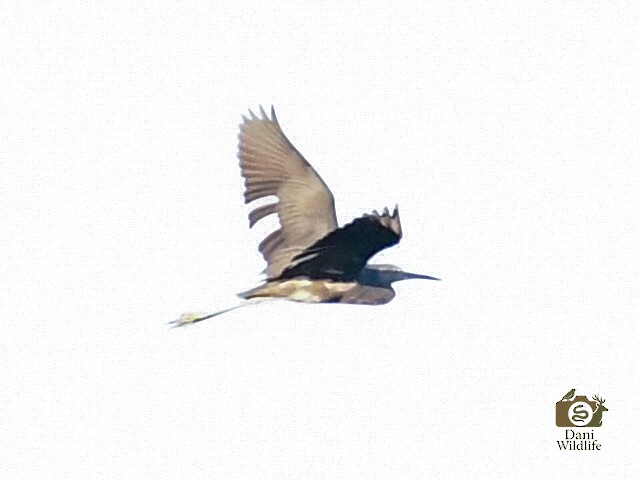 Little Blue Heron - ML644593001