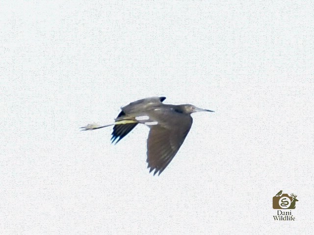 Little Blue Heron - ML644593002