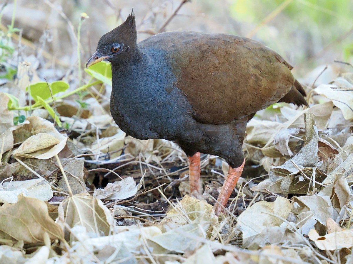 Mégapode de Reinwardt - ML644593006