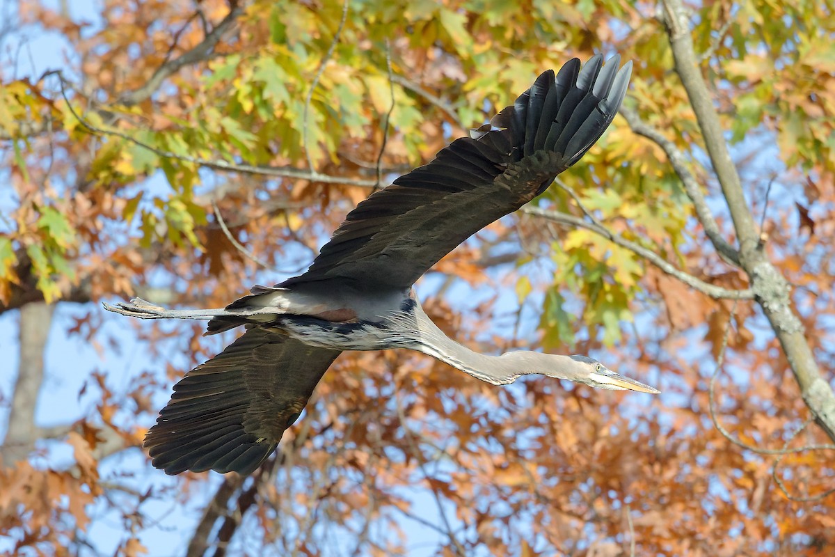 Amerika Gri Balıkçılı - ML644593007