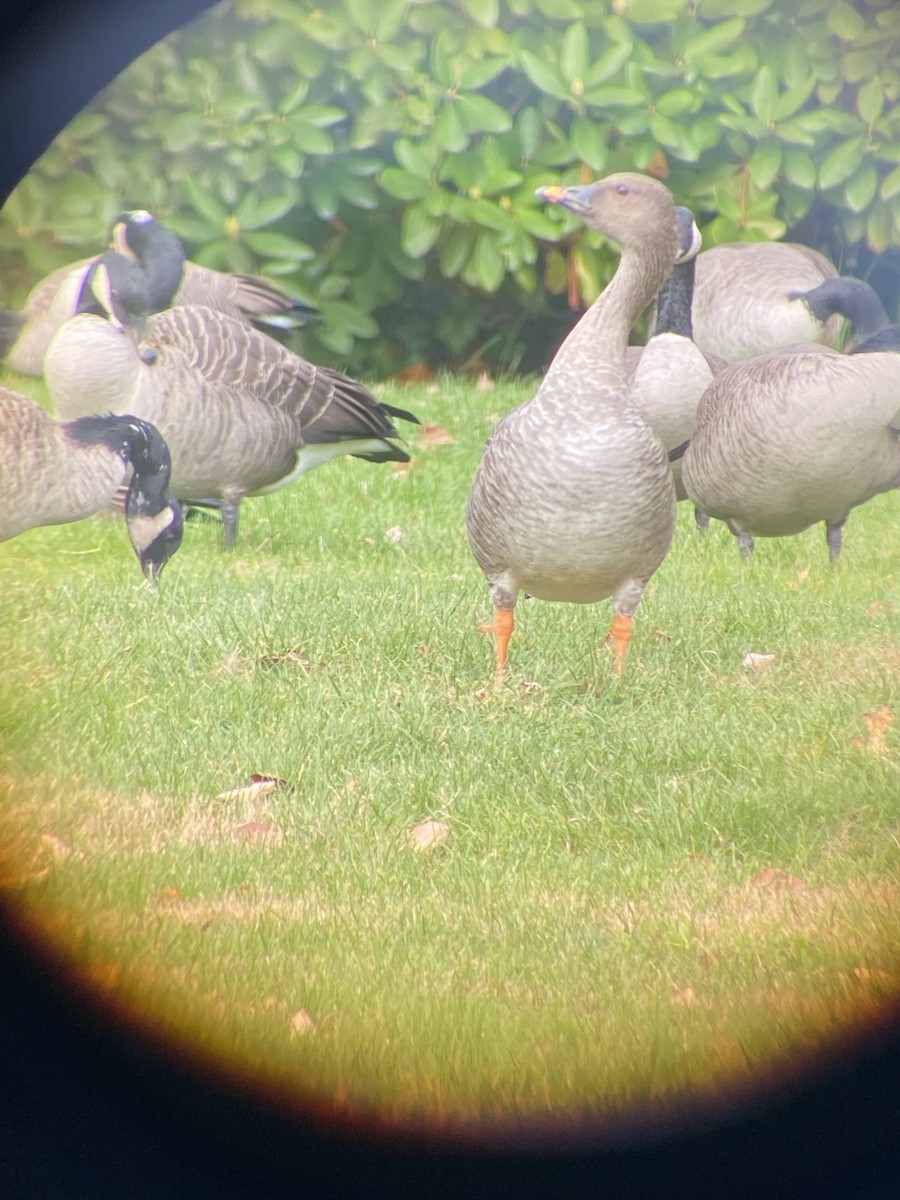 tundrasædgås - ML644593010