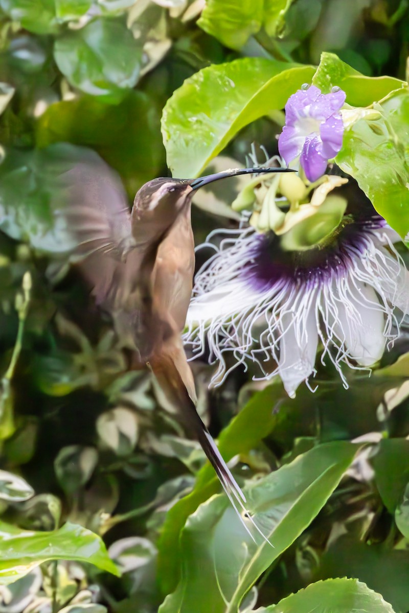 Planalto Hermit - ML644593017