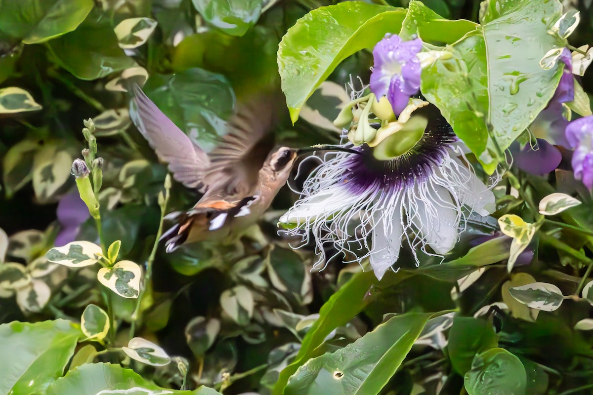 Planalto Hermit - ML644593018