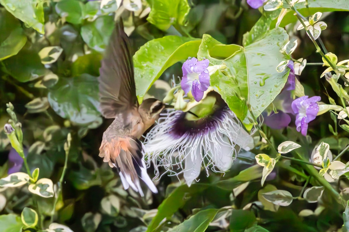 Planalto Hermit - ML644593019