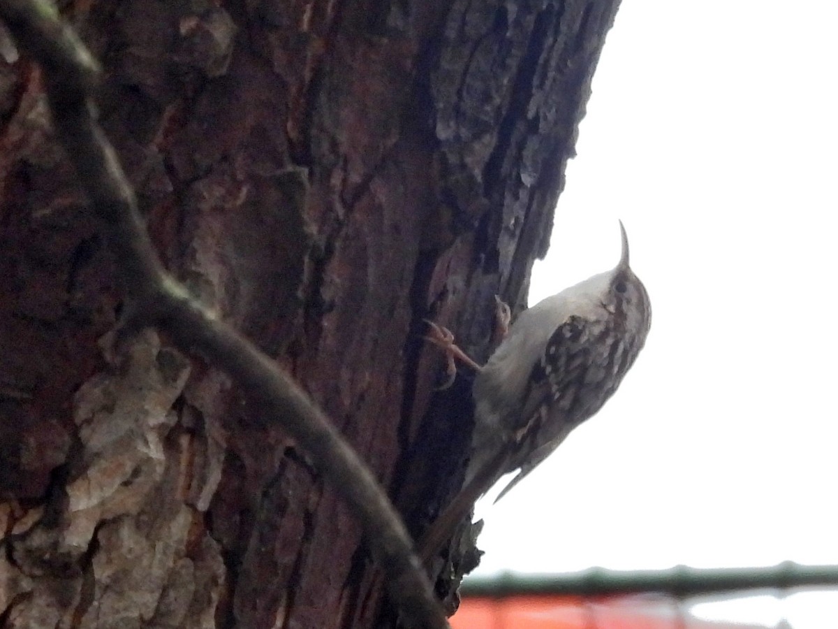 Short-toed Treecreeper - ML644593023