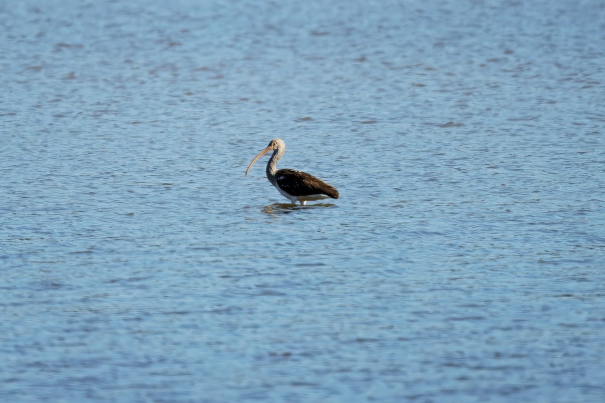 hvitibis - ML644593028