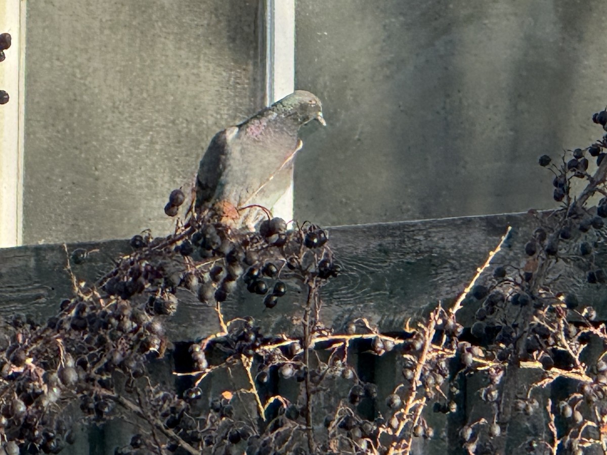 野鴿(野化) - ML644593030