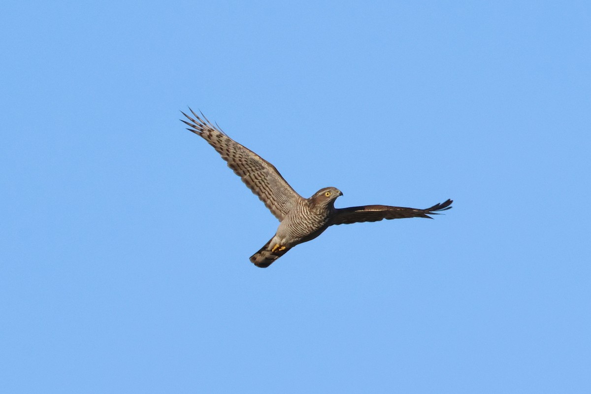Eurasian Sparrowhawk - ML644593035