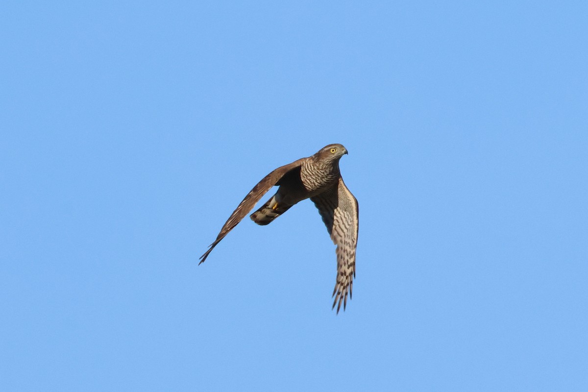 Eurasian Sparrowhawk - ML644593036
