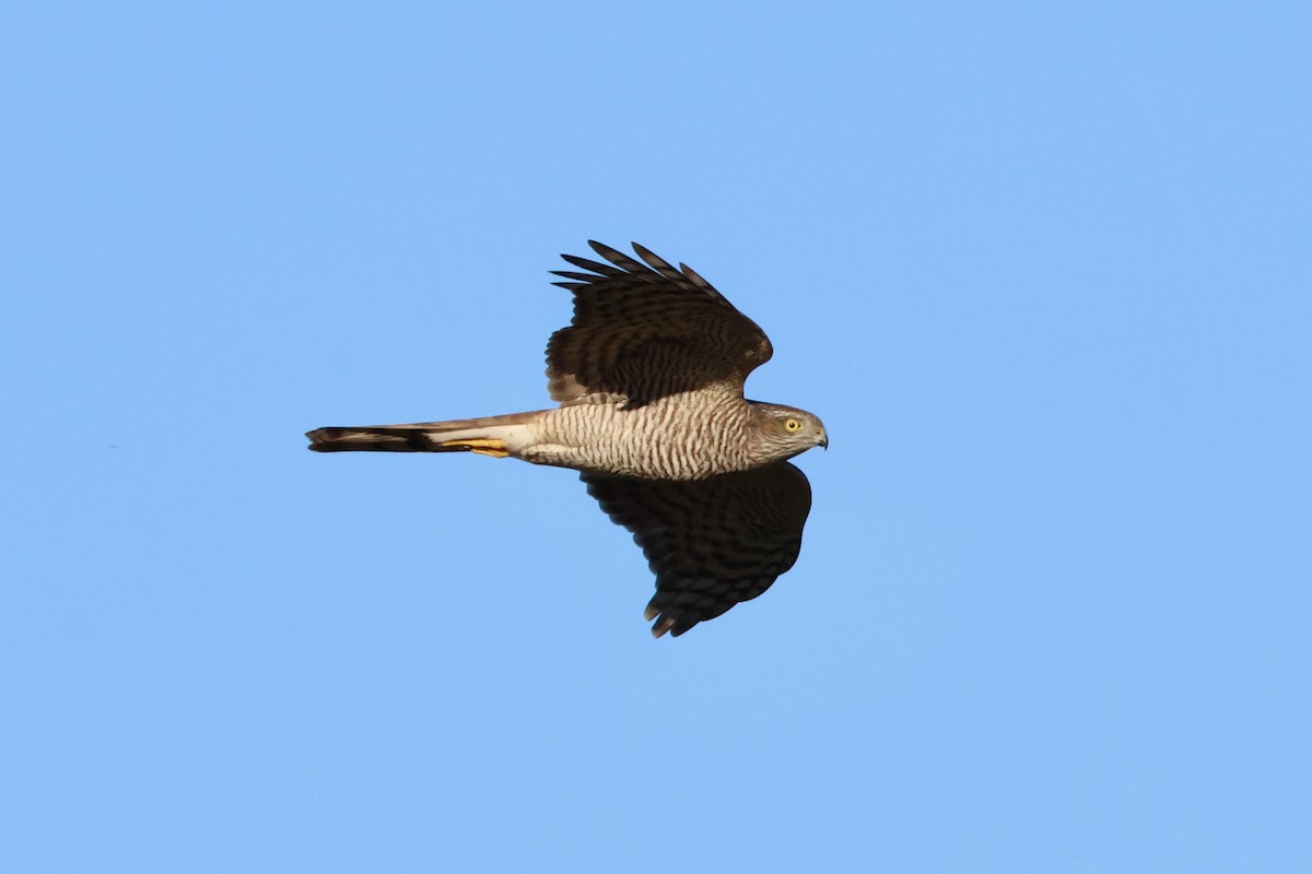 Eurasian Sparrowhawk - ML644593037