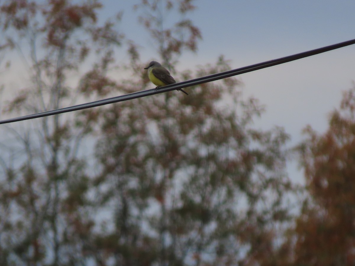 vestkongetyrann - ML644593041