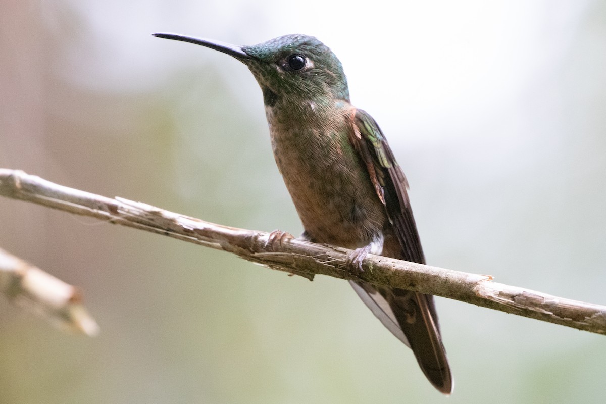 Fawn-breasted Brilliant - ML644593046