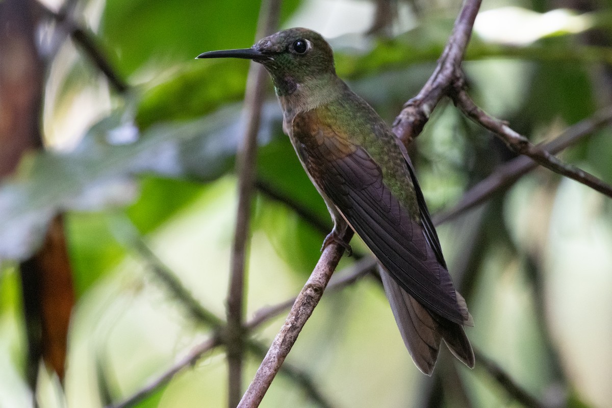 Fawn-breasted Brilliant - ML644593047