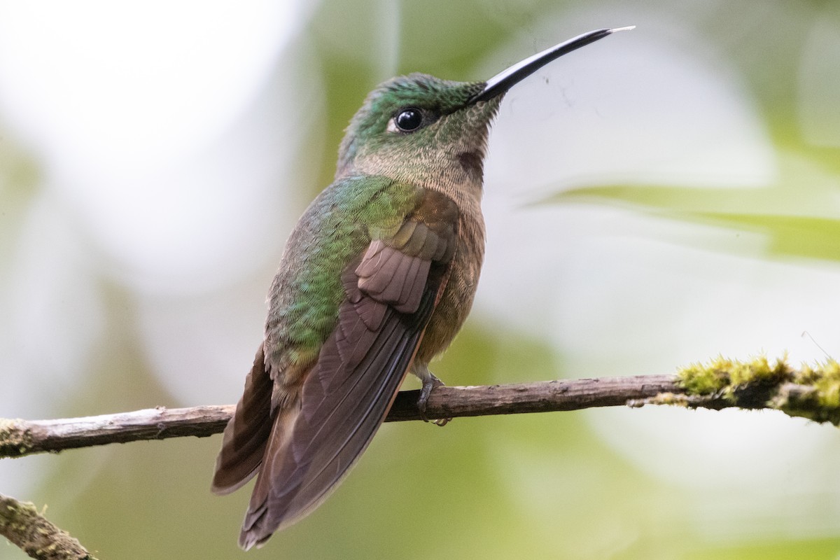 Fawn-breasted Brilliant - ML644593048